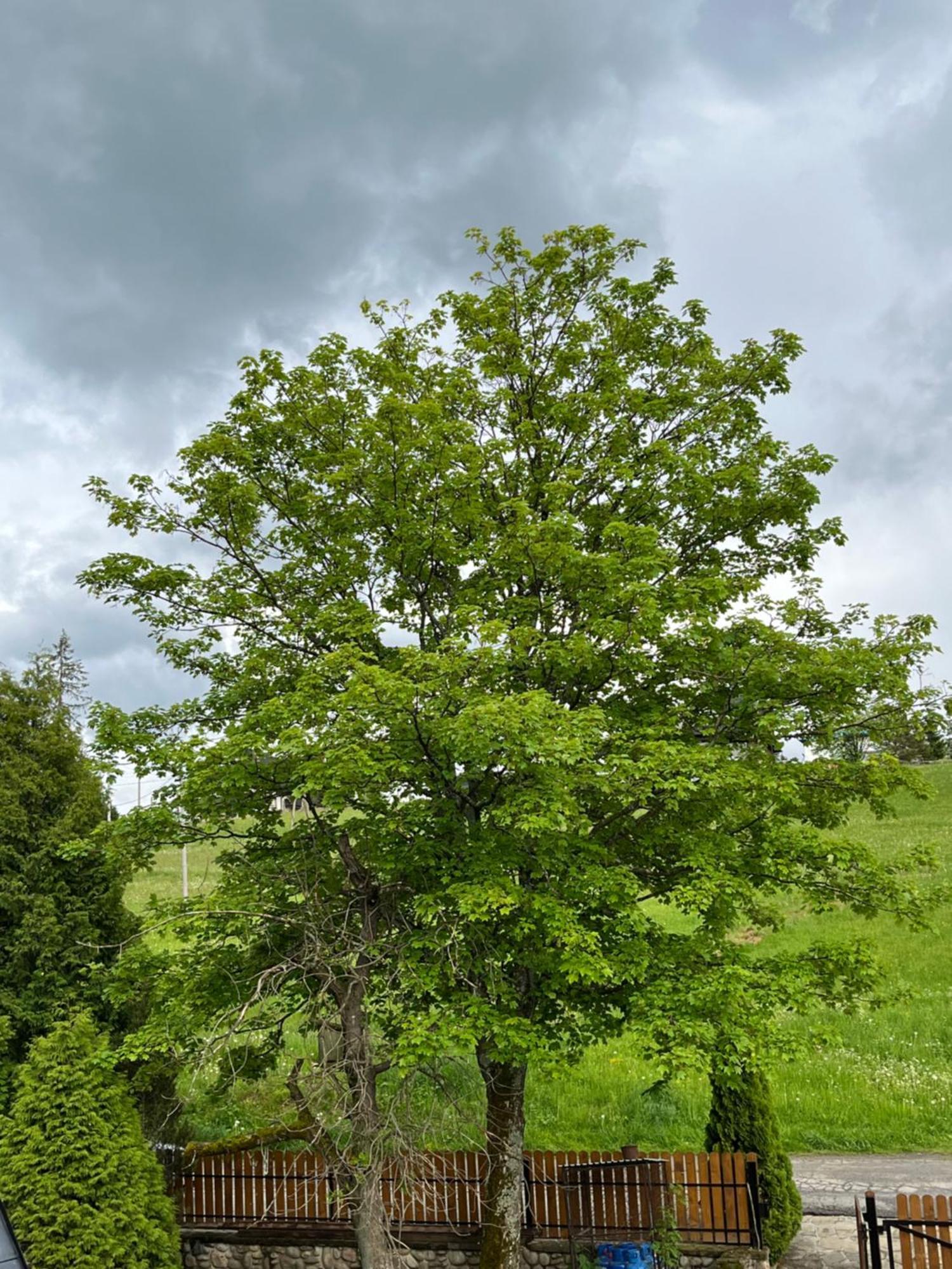 Pokoje Cichy Kacik Zakopane Dış mekan fotoğraf